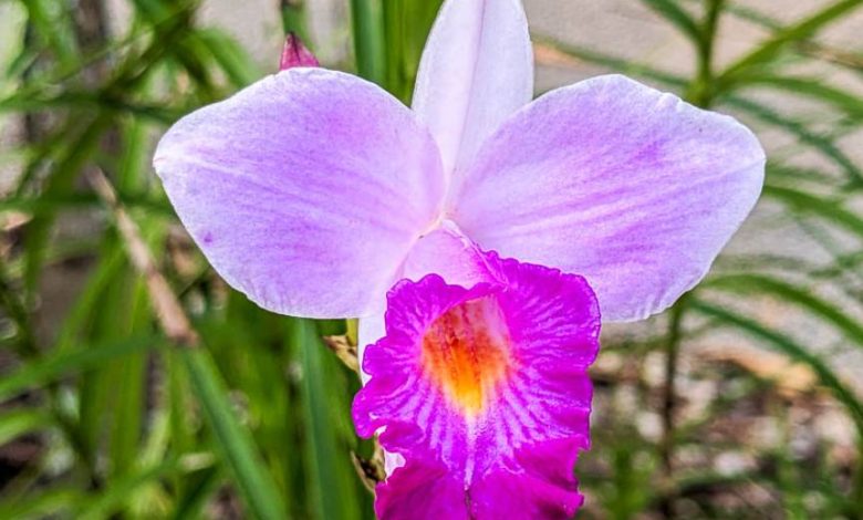 Bamboo Orchid Plant