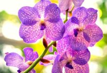 Purple Orchid Plant