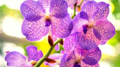 Purple Orchid Plant