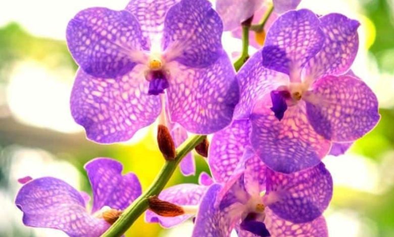 Purple Orchid Plant