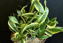 Twisted Sister Snake Plant