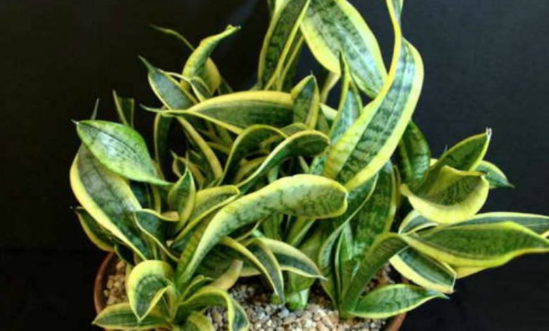 Twisted Sister Snake Plant