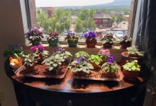 Miniature African Violet Plants