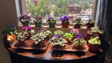 Miniature African Violet Plants