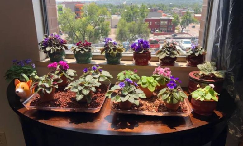 Miniature African Violet Plants