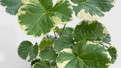 Balfour Aralia Plant