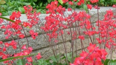 Heuchera Firefly Plant