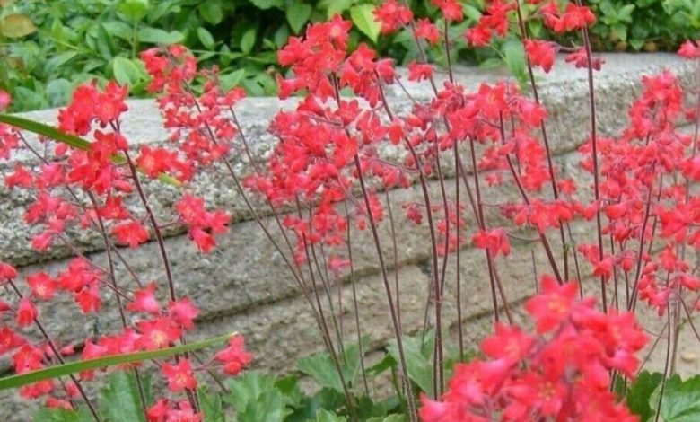 Heuchera Firefly Plant