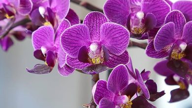 The Lavender Orchid Plant