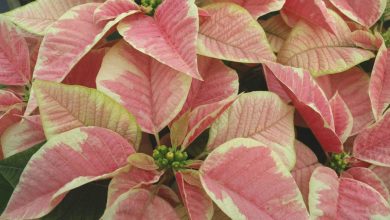 Marble Poinsettia Plant