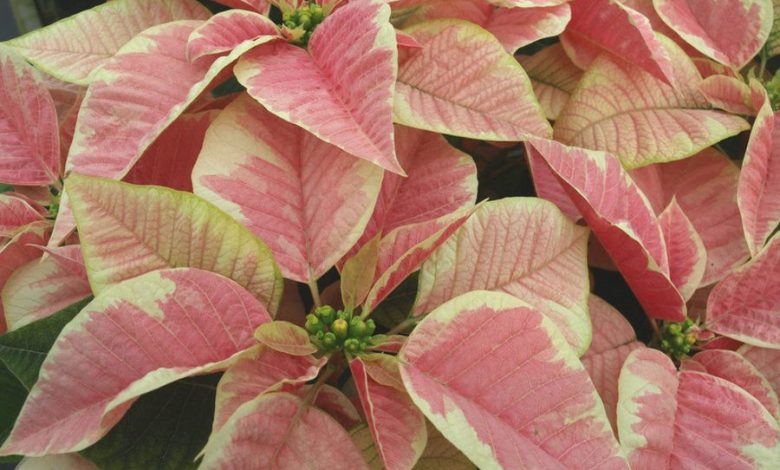 Marble Poinsettia Plant