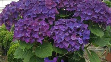 purple hydrangea plant