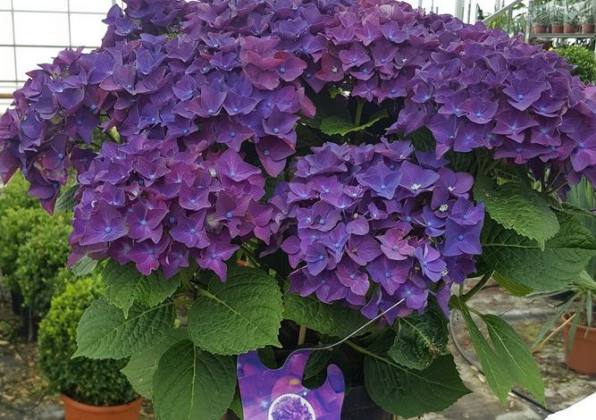 purple hydrangea plant