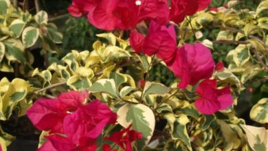 variegated bougainvillea plant