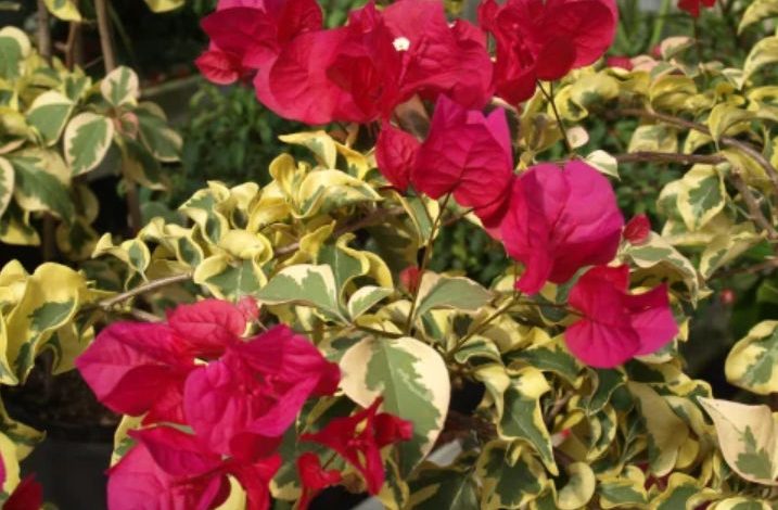 variegated bougainvillea plant