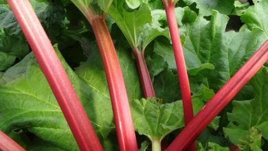 Canadian Red Rhubarb Plants