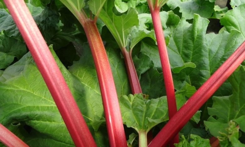 Canadian Red Rhubarb Plants