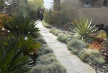 Drought Tolerant Plants for San Diego