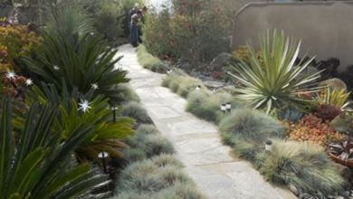 Drought Tolerant Plants for San Diego