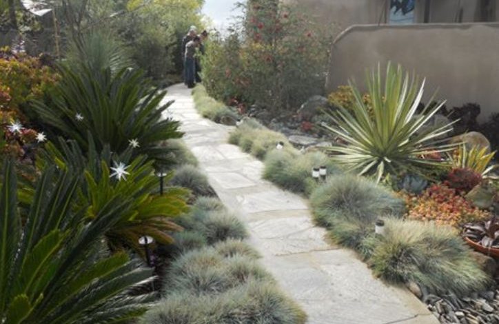 Drought Tolerant Plants for San Diego