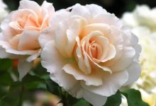 The Allure of the French Lace Rose Plant