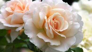 The Allure of the French Lace Rose Plant