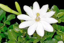 Gardenia Thunbergia Plant