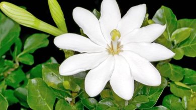 Gardenia Thunbergia Plant