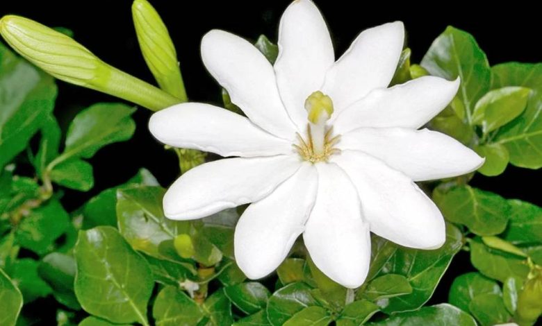 Gardenia Thunbergia Plant