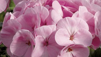 Geranium Plant Pink