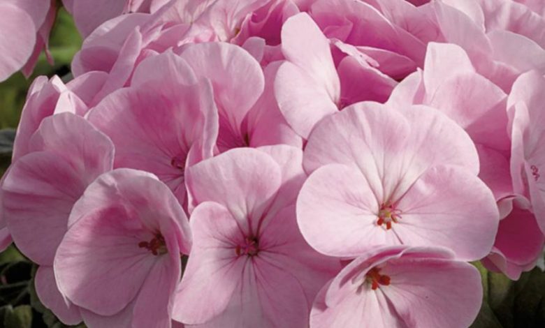 Geranium Plant Pink