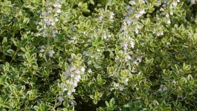 Golden Lemon Thyme Plant