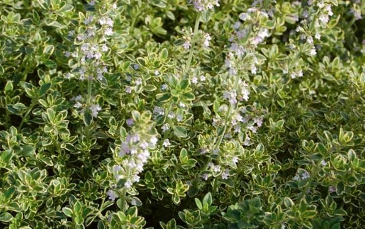 Golden Lemon Thyme Plant