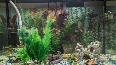 Understanding Hard Water and Its Impact on Aquarium Plants