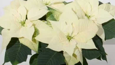 The White Poinsettia Plant