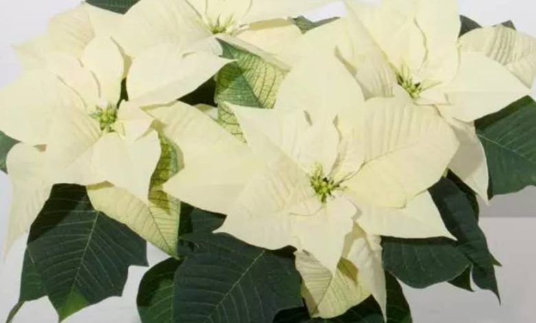 The White Poinsettia Plant