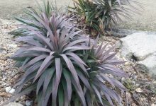 The Soft Leaf Yucca Plant
