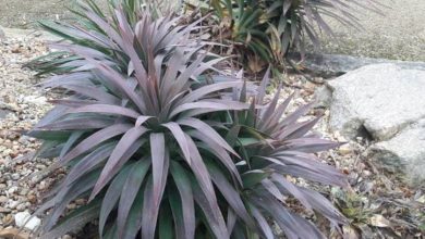 The Soft Leaf Yucca Plant