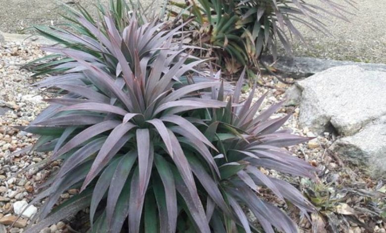 The Soft Leaf Yucca Plant