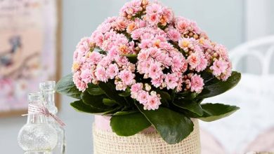 Pink Kalanchoe Plant