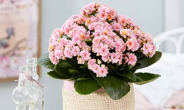 Pink Kalanchoe Plant