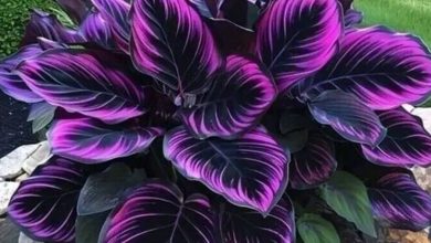 Black and Purple Calathea Plant