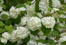 Viburnum Popcorn Plant