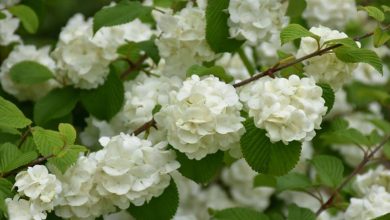 Viburnum Popcorn Plant