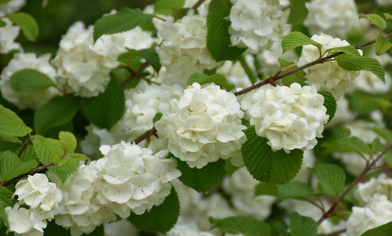 Viburnum Popcorn Plant