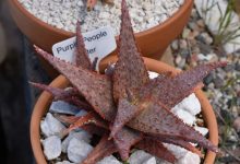 Star Aloe Plant