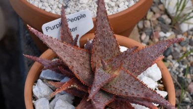 Star Aloe Plant