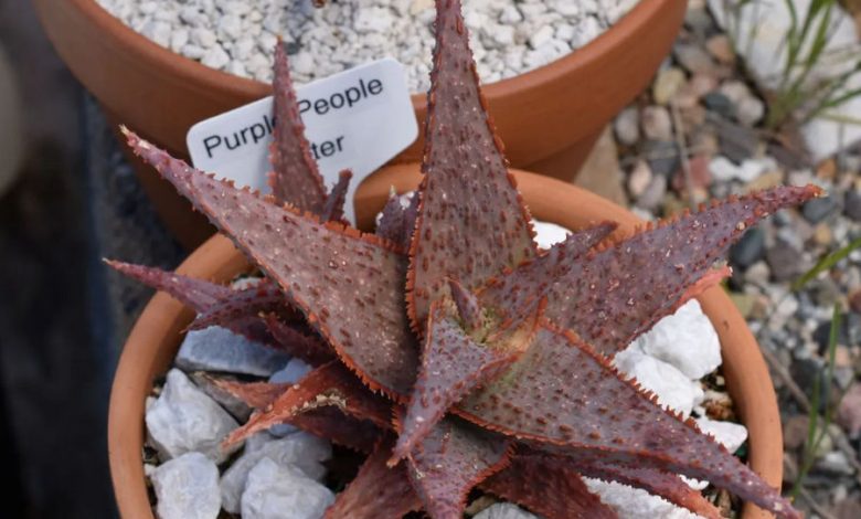 Star Aloe Plant