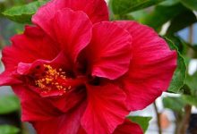 The Red Double Hibiscus Plant
