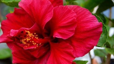 The Red Double Hibiscus Plant